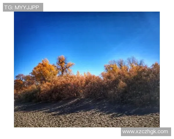 金珍妮与足球明星的浪漫邂逅与梦想追逐之旅